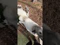 縄張りの花壇が使いづらくなったベル