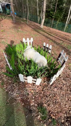 繩張りの花壇が使いづらくなったベル