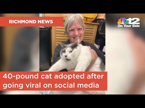 40-Pound Cat Finds Forever Home After Gaining Online Audience