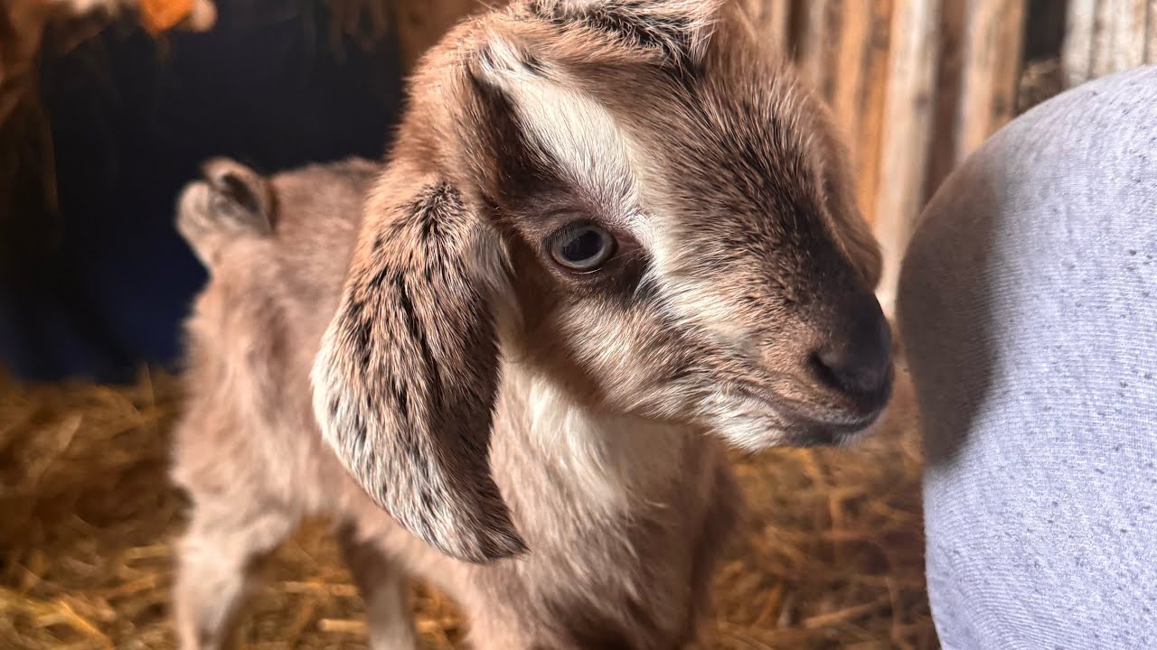 Mini obchód po Mini Ranczu 