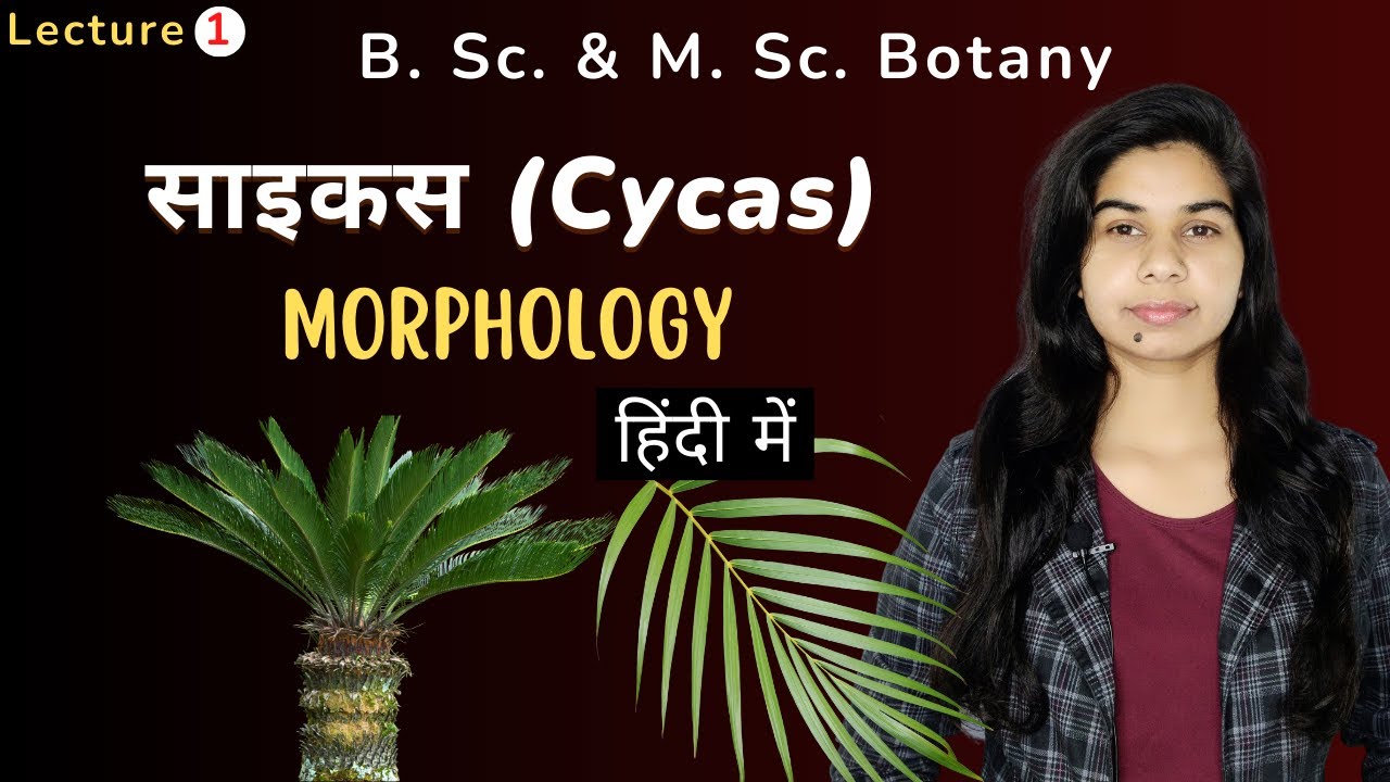 साइकस (Cycas) || Morphology || हिंदी में || Botany