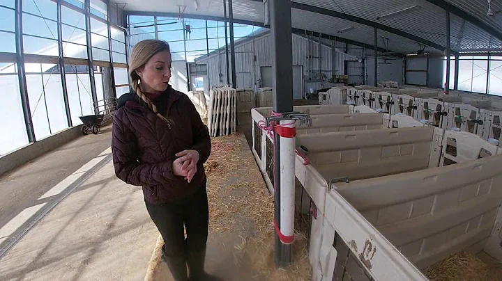 Starting Strong:  A Day in the Life of a Calf Rais...