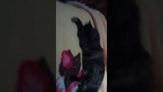 Кошка Мила клип! Кошка Мила клип!