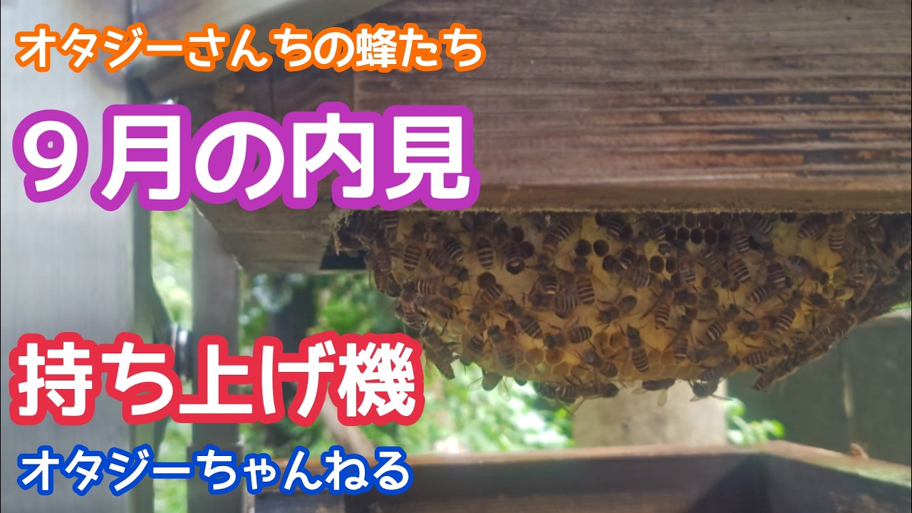 September Inspection, Hive Lifter, Otaji's Bees, Japanese