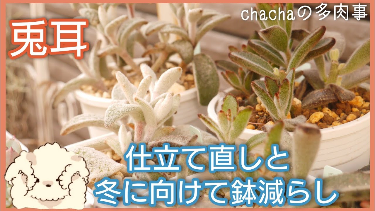 多肉植物 兎耳を仕立て直して増やします 鉢は１つにまとめて冬に管理しやすく Youtube