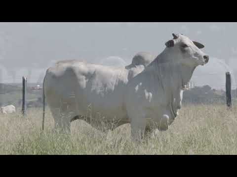 RAVENAH FIV MATA VELHA (MATAC5217)