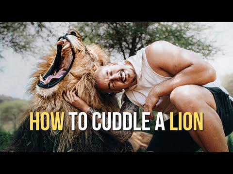 How to cuddle a Lion! 