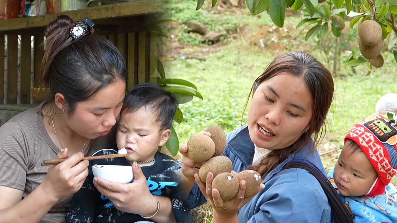 How to harvest sweet sapodilla from huge garden to sell – Cooking a warm meal for my daughter & son
