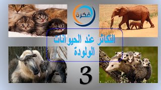 التكاثر عند الحيوانات الولودة