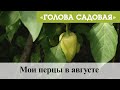 Голова садовая - Мои перцы в августе