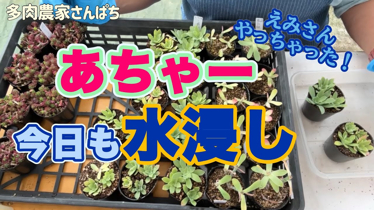 Top【選抜株】多肉植物　264278オキャリー　12個　鉢無し/脱土 アエオニウム