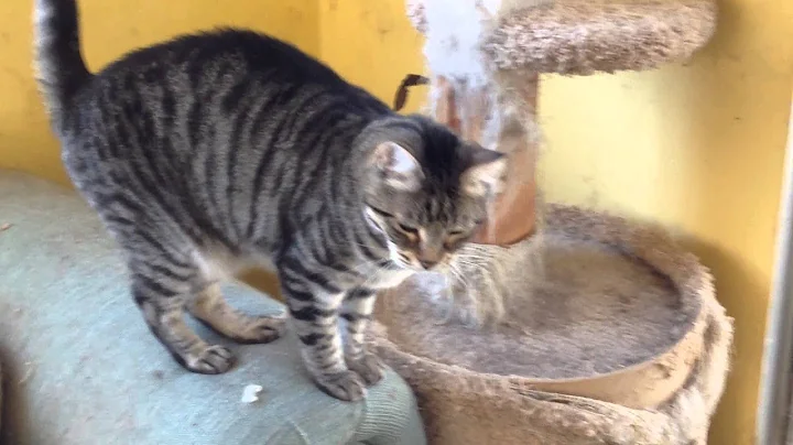 Watch the video about Tiger - Handsome American Shorthair boy cat needs home