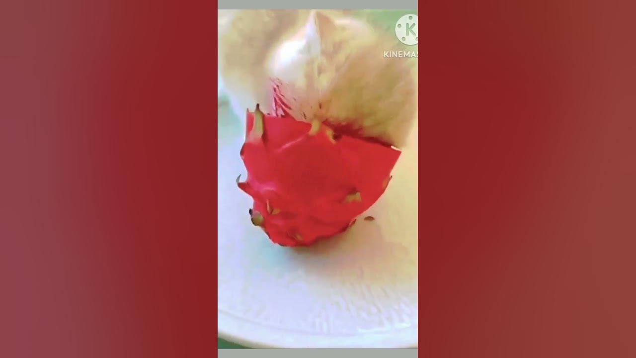 amazing-cat-videos-ll-how-to-make-cat-video-youtube