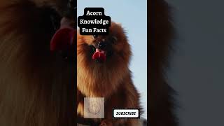 Acorn Knowledge Fun Facts   German Spitz