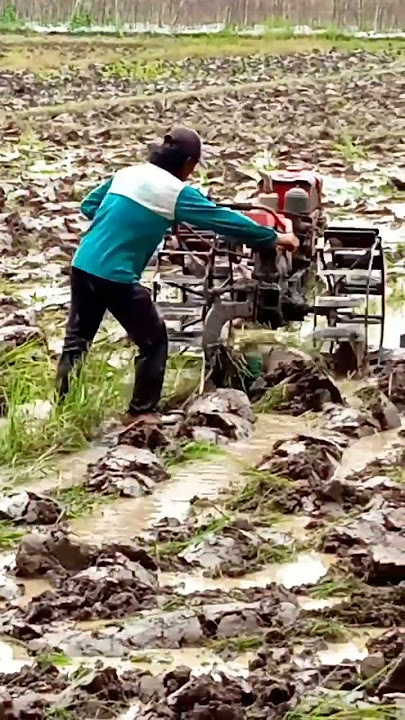 joki muda,traktor sawah,#shorts #traktorsawah #traktor #myanmar