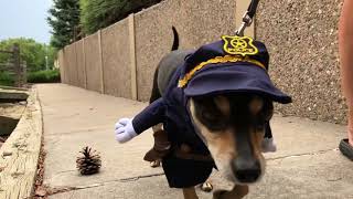 Dog Walker Watch Coming to Thornton - August 11, 2018