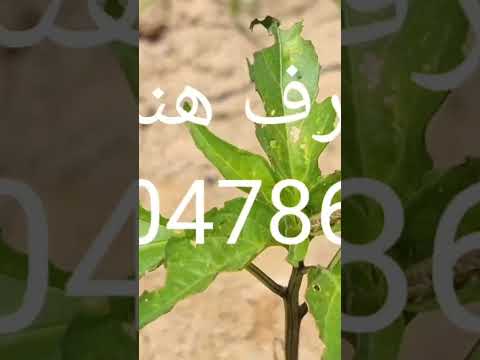 تحميل الشطة وسط زراعات الموز و الدبور الاحمر الملاديرا