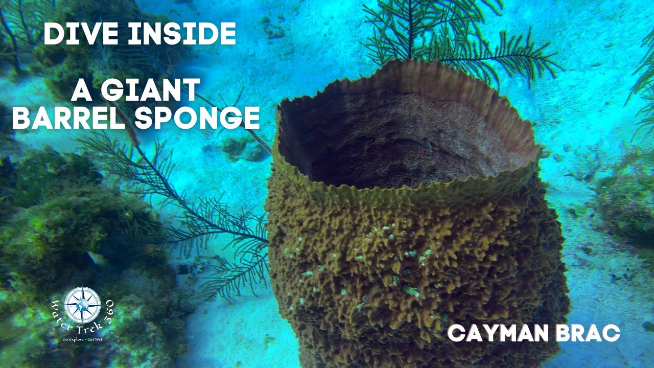 DIVE INSIDE GIANT BARREL SPONGES ! YouTube