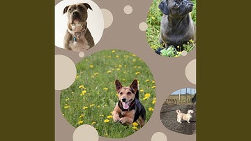 Delightful Backdrops for Lazy Puppy Afternoons