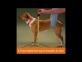 Measurements for making Wheelchair for pet dog Measurements for making Wheelchair for pet dog