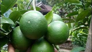 Begini cara mudah memaksa pohon jeruk agar berbuah lebat