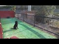 Puppy steady, reverse and send away to water