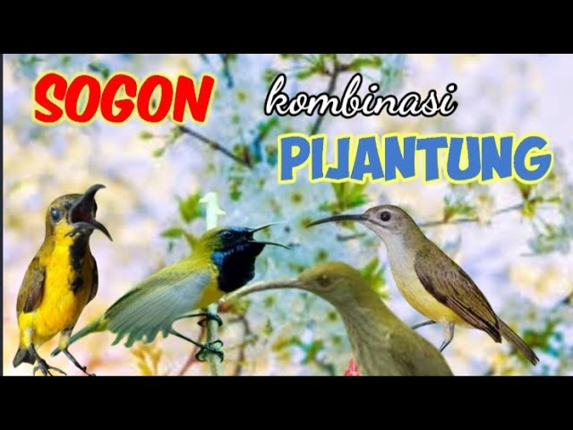 Suara Pikat Sogon Dan Pijantung class=