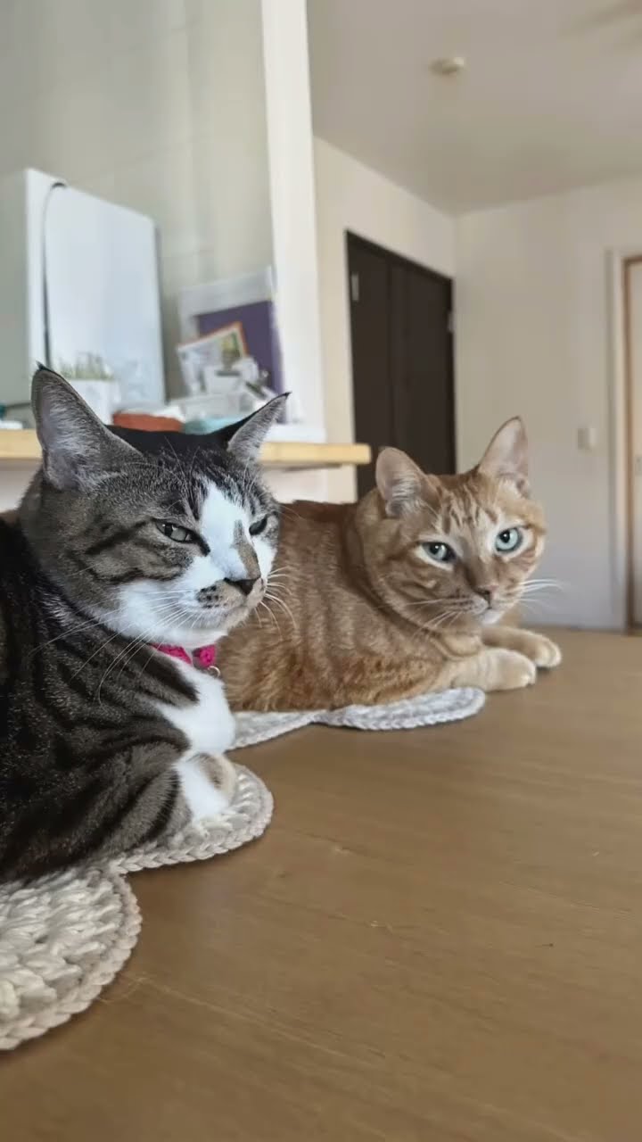C magnifique vidéo chat nature