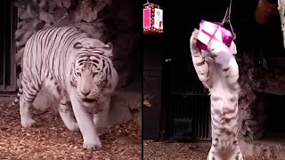 Psychic Tiger Makes a Prediction