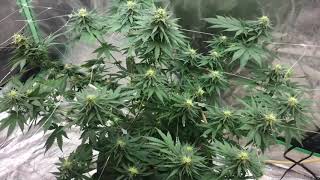 Do You Even Grow Bro ...she luvs me i can tell