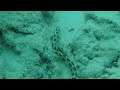 Sea snake Zanzibar