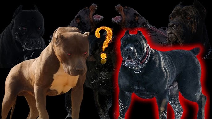 As 12 melhores raças para cães de guarda