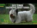 Skye Terrier: Características, Crianza y Cuidados - TvAgro por Juan Gonzalo Angel