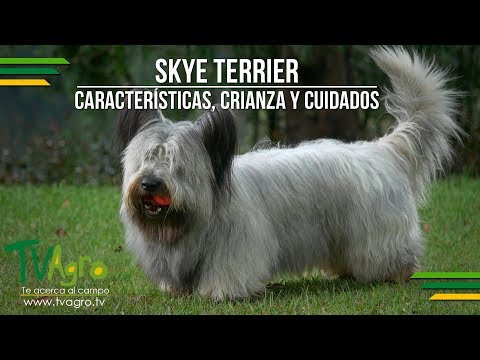 Skye Terrier: Características, Crianza y Cuidados - TvAgro por Juan Gonzalo Angel Skye Terrier. Origen, Características, Alimentación, Cuidados y Curiosidades