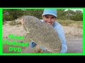 How To Catch GIANT FLATHEAD! Soft plastics, glide baits, Topwater!