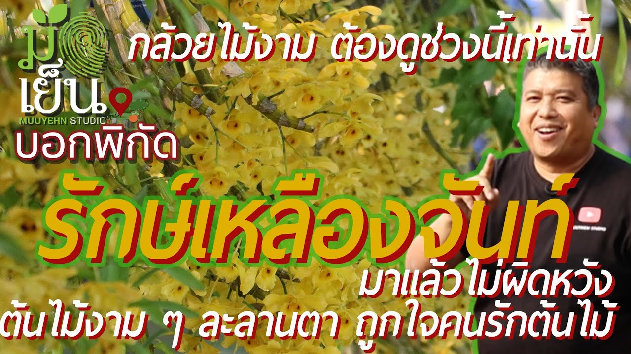 รักษ์เหลืองจันท์ มาแล้วไม่ผิดหวังต้นไม้งาม ๆ ละลานตาถูกใจคนรักต้นไม้ กล้วยไม้งาม ต้องดูช่วงนีเท่านัน