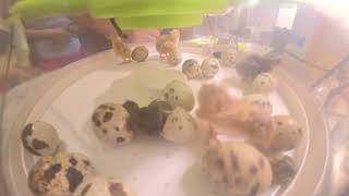 Just Hatched Quail – Time-Lapse Magic!