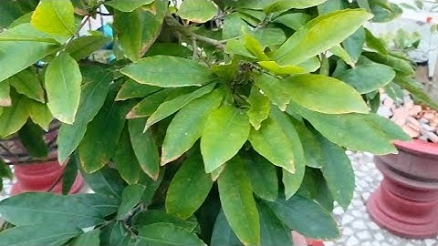 cây mai dư nước có biểu hiện như thế nào và cách khắc phục cây Mai dư nước