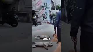 This Stray Dog Just Wanted a Home 🥹