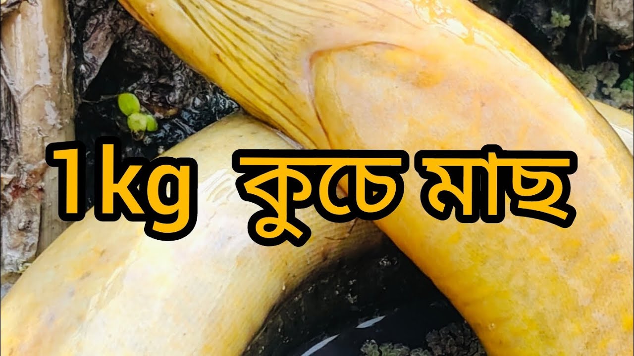 মাঠ থেকে প্রচুর কুচে মাছ ধরলাম#big #ellfishing #vlog