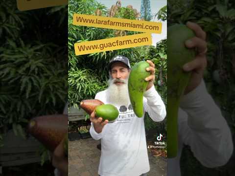 Check out these Avocados