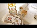 柴犬だいふく初めての子守できるかな [ Shibainu Daifuku is a good nunny dog !? ]