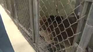 Adopting animals: What you need to know