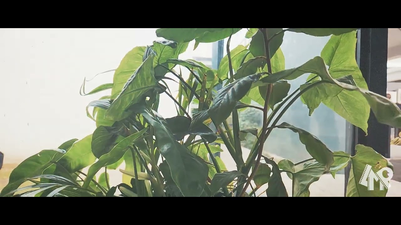 Cinematic Plant Pot 📽️🪴 