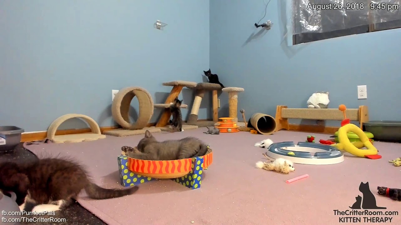 Five Guys Kittens Relish In and Out YouTube