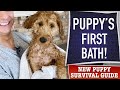 How To NOT Totally Screw Up Your Puppy’s First Bath! (EP 15)