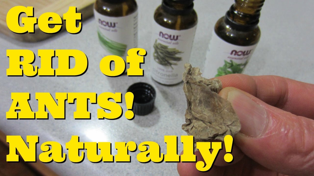 How To GET RID Of ANTS In Your Kitchen Natural Remedy For Ants