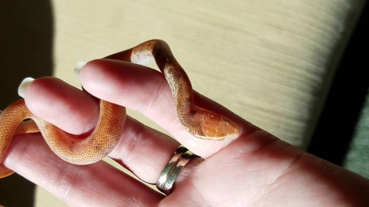 camera iphone 8 plus apk Carrot. Paradox Albino Cape House Snake