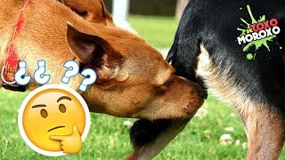 7 Datos Curiosos De Los Perros que NO Sabías| DeToxoMoroxo