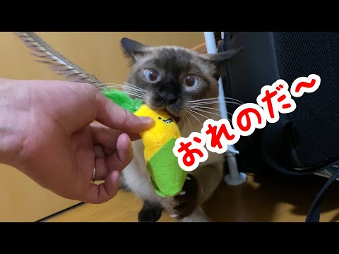 猫の新しいおもちゃを見たときの鳴き声や独り占めの威嚇がかわいい…！